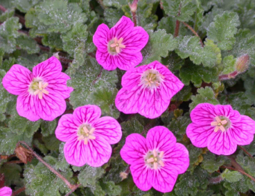 Erodium ‘Bishop’s Form'(Heron's Bill)