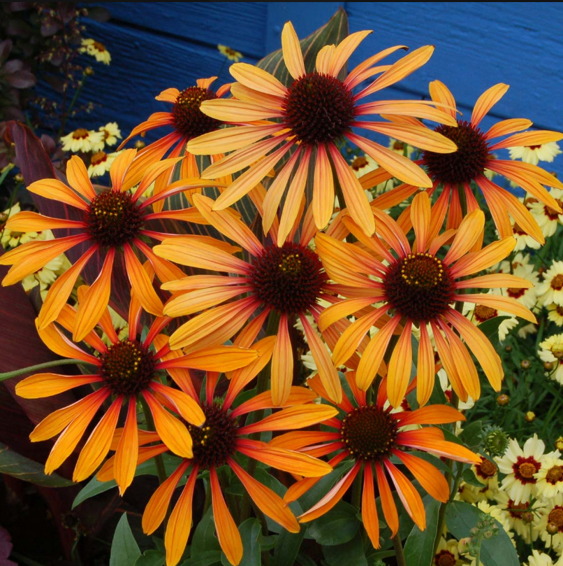 Echinacea 