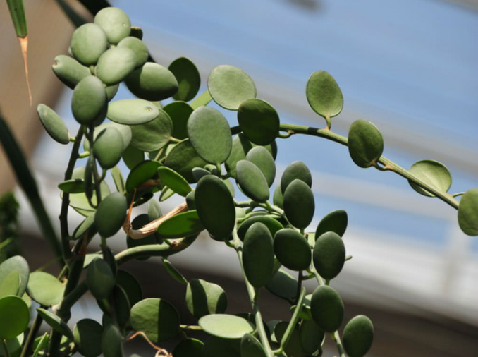 Xerosicyos danguyi (silver dollar vine)