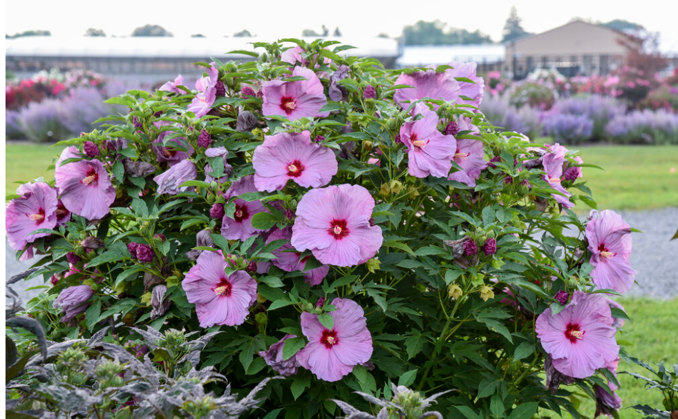 Hibiscus SUMMERIFIC® 'Lilac Crush'