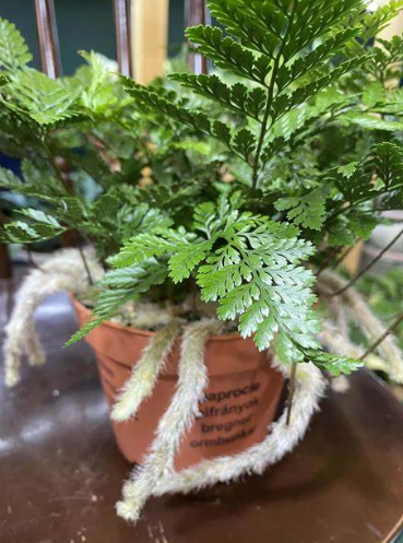 Humata tyermanii Davallia tyermanii