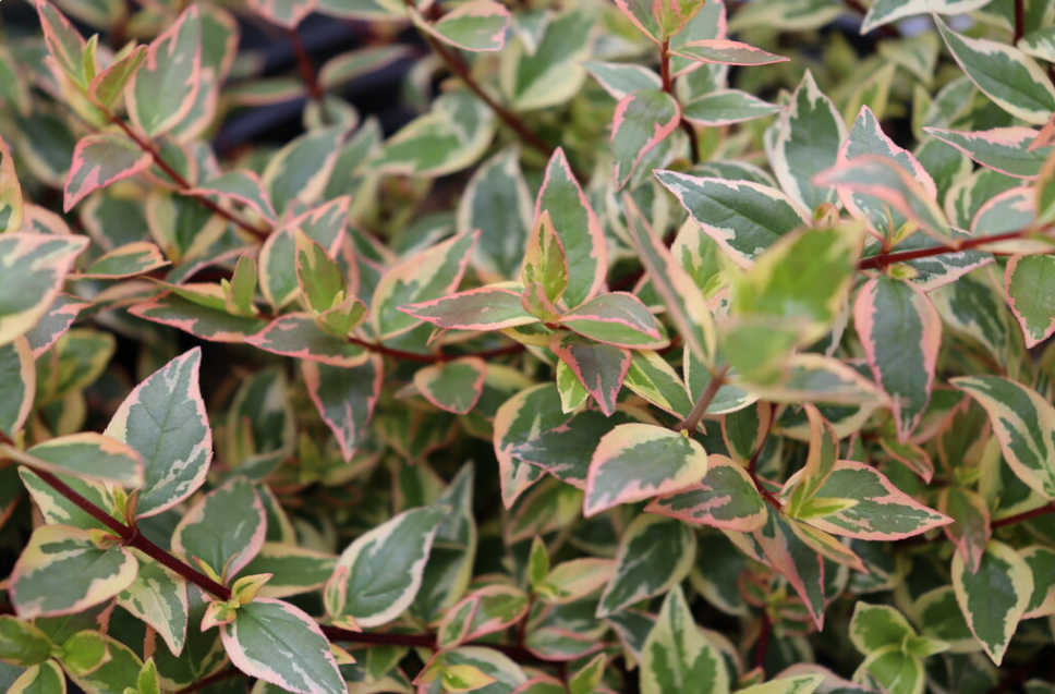 Abelia grandiflora 'TRES AMIGOS