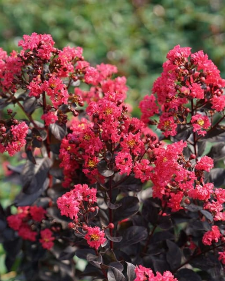 Lagerstroemia indica CENTER STAGE®  PINK