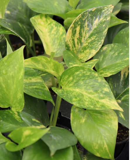 Scindapsus 'Hawaiian'