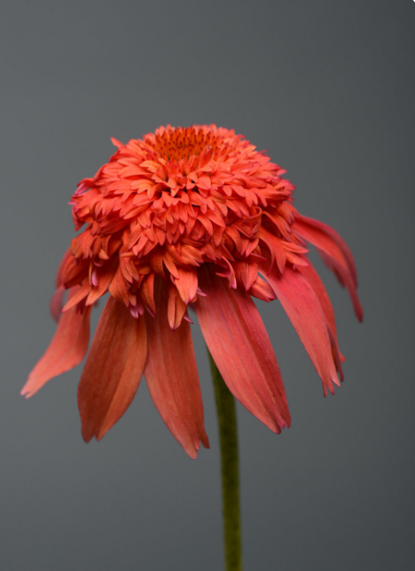 Echinacea Double Scoop 'Mandarin'