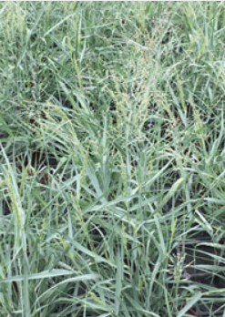 Panicum virgatum 'Prairie Sky' (Switch Grass)