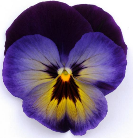 Pansy viola x wittrockiana MATRIX MIDNIGHT GLOW