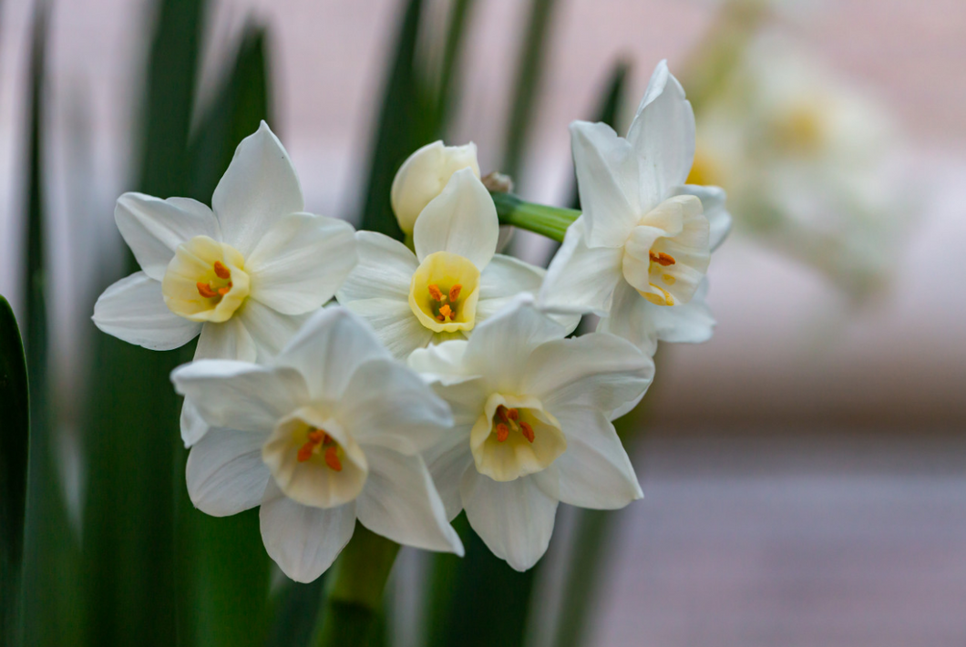 Narcissus 'Winter Sun' (Paperwhite)