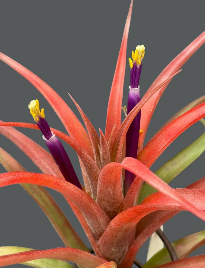 Tillandsia capitata 'Rubra'