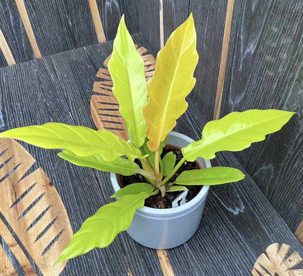 Philodendron gergaji 'Golden Saw'