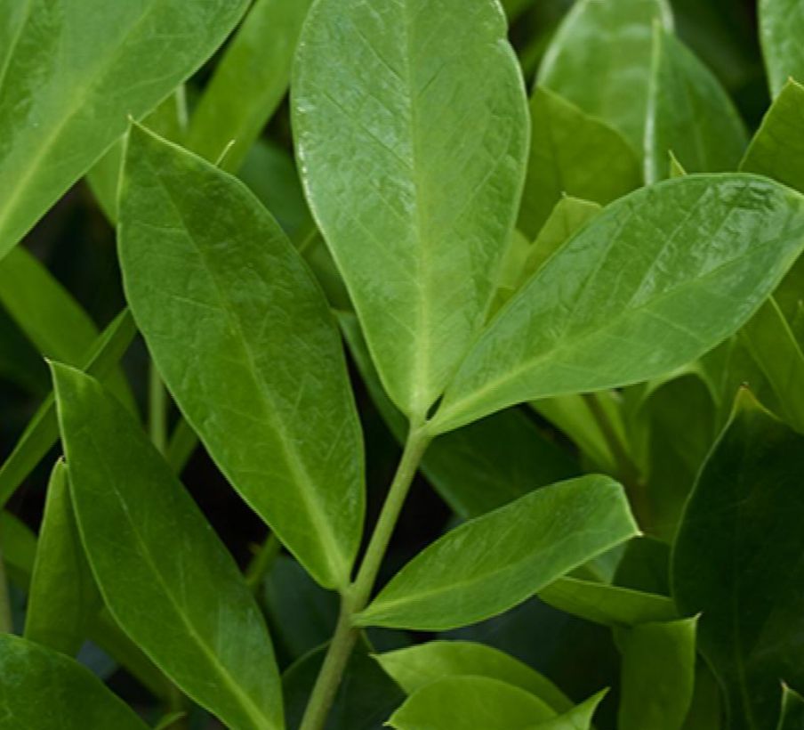 Zamioculcas zamiifolia 'Lucky' (ZZ Plant)