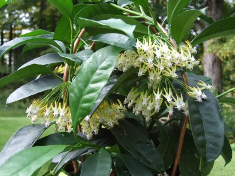 Hoya multiflora (Shooting Star Plant)