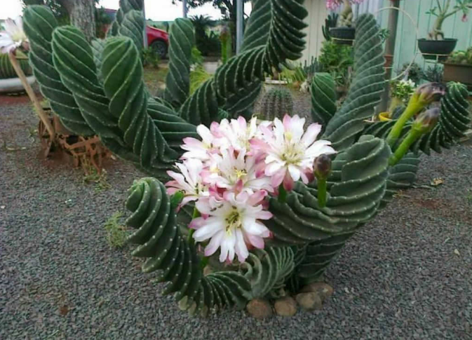Cereus forbesii 'Spiralis' (Twisted Cactus)