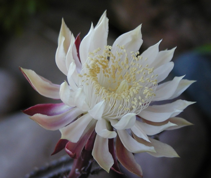 Peniocereus greggii (Night blooming cereus)