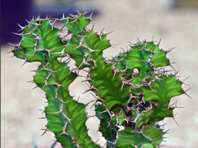 Euphorbia 'Zig Zag'