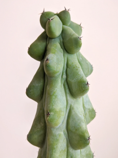Myrtillocactus geo. 'Fukurokuryuzinboku' (Boobie Cactus)