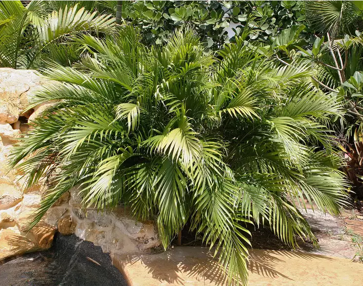 Chamaedorea cataractarum (Cat Palm)