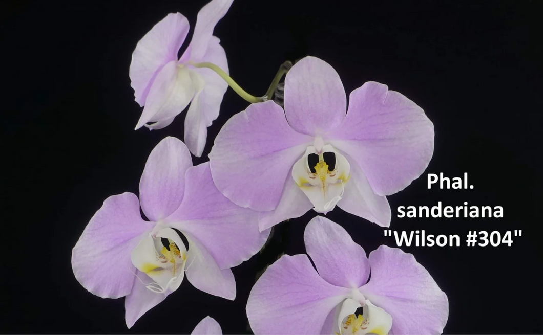 Phalaenopsis sanderiana 