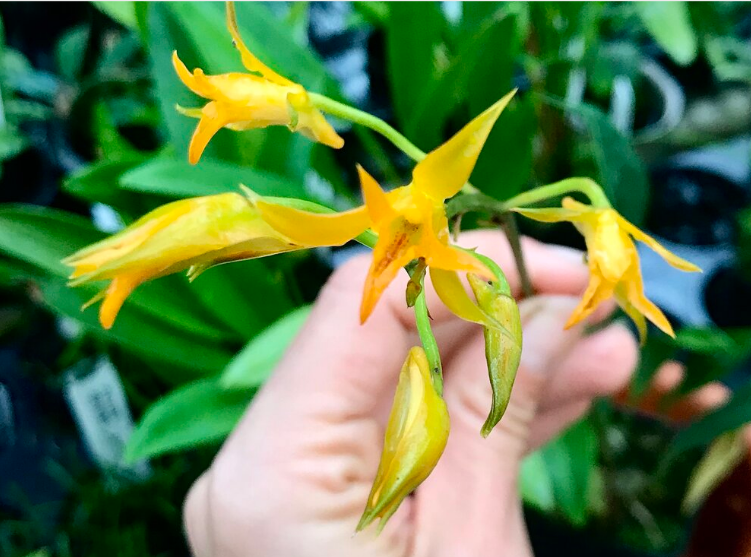 Stenocoryne aureofulva (Orchid)