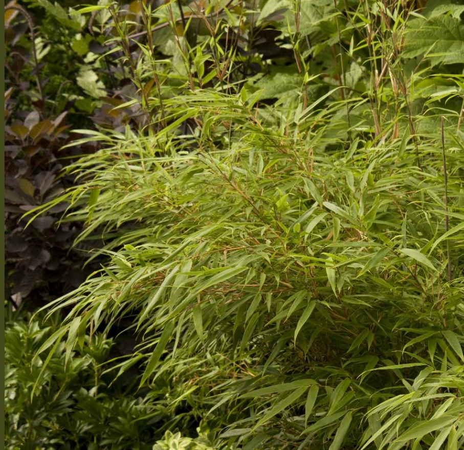 Fargesia rufa - Sunset Glow Clumping Bamboo