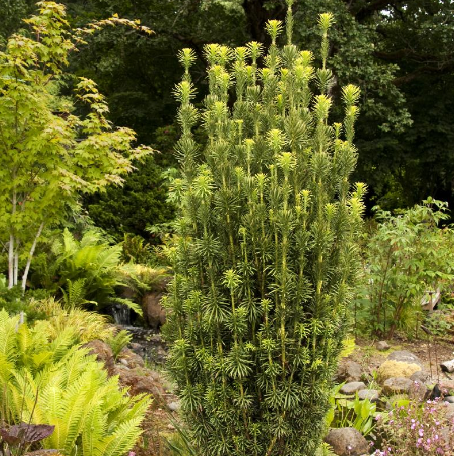 Cephalotaxus harringtonia 'Fastigiata' Upright Japanese Plum Yew