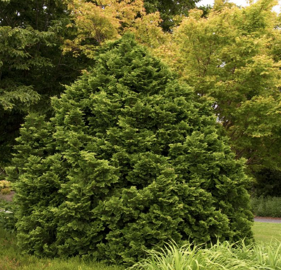 Chamaecyparis obtusa 'Tempelhof' Tempelhof Cypress