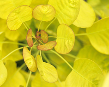 Load image into Gallery viewer, Cotinus coggygria &#39;Golden Spirit&#39;
