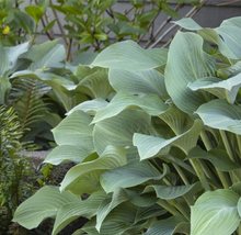 Load image into Gallery viewer, Hosta &#39;Krossa Regal&#39;(Blue-green)
