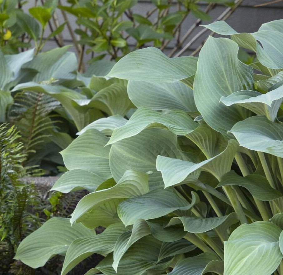 Hosta 'Krossa Regal'(Blue-green)