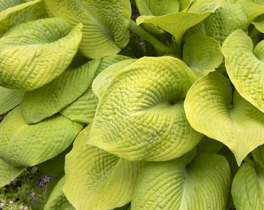 Hosta 'Golden Goose'