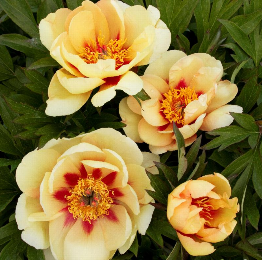 Paeonia Misaka™ Beautiful Blossom (ITOH Peony)