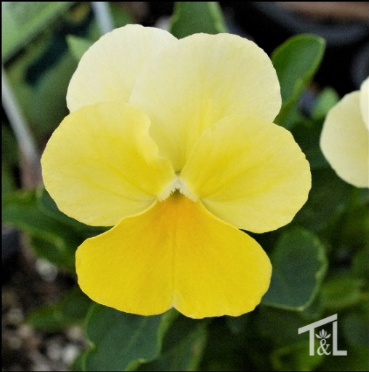 Viola 'Sorbet Lemon Chiffon'