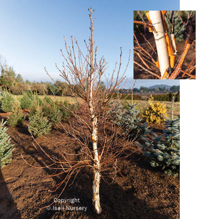 Betula costa Cinnamon Curls® – Verdant Yakima