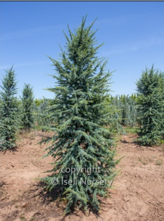 Cedrus atlantica 'Fastigiata'