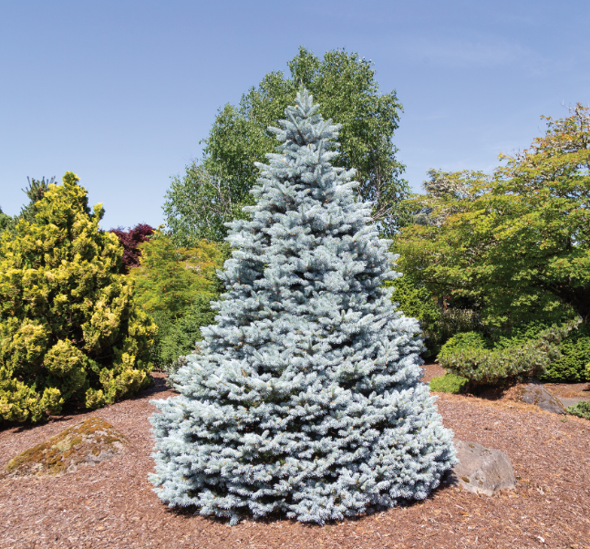 Picea, punge Monty®