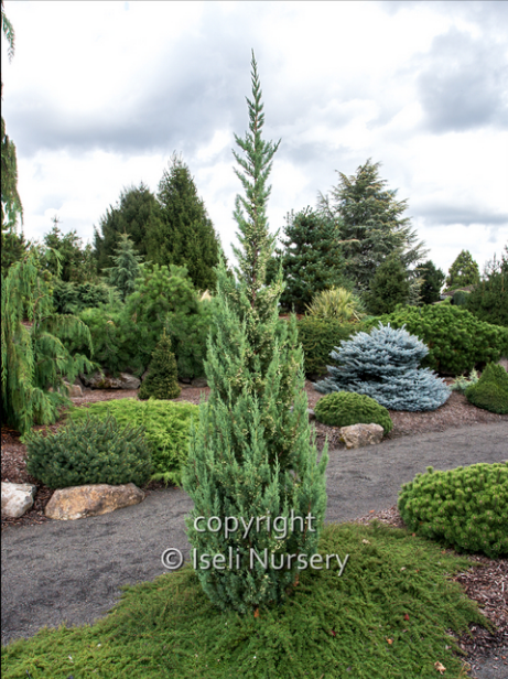 Juniperus chine 'Trautman'