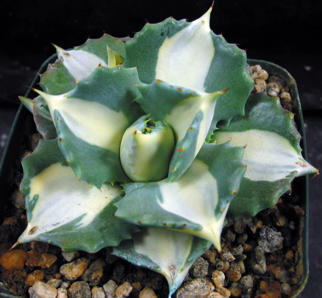 Agave ist. 'Ohi Ragin Shiro Nakafu'