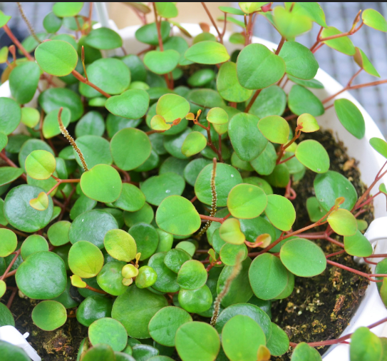 Peperomia 'Pepperspot'