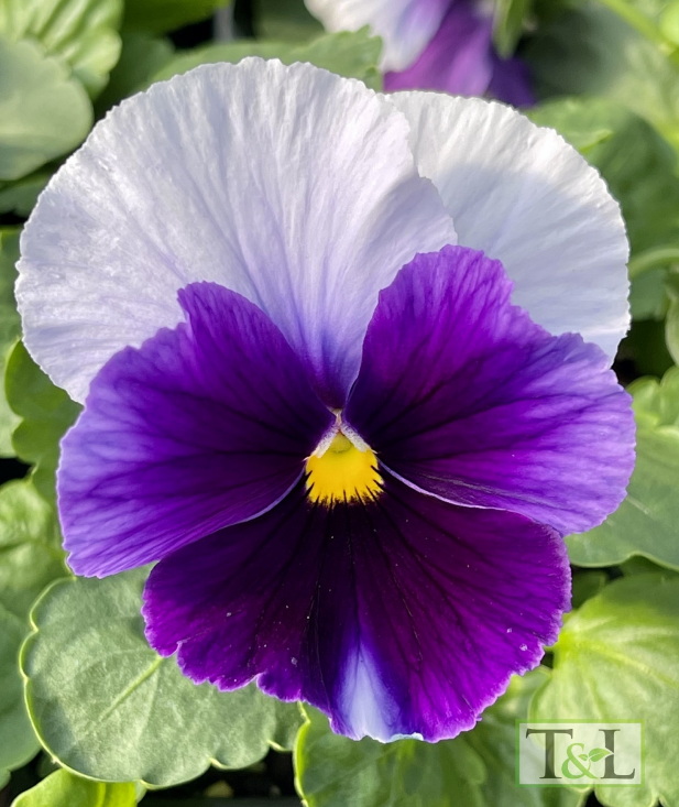 Pansy 'Spring Matrix Beaconsfield'(Purple and Light Blue)