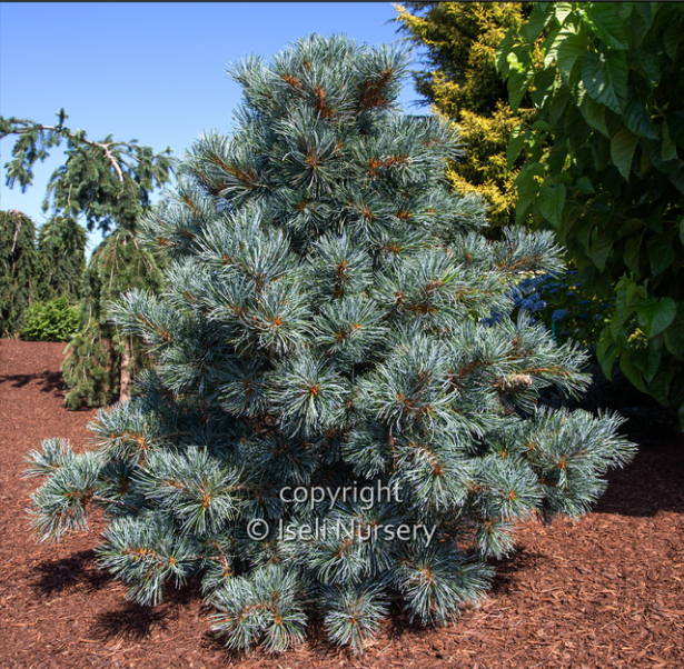 Pinus parviflora 'Blue Angel'