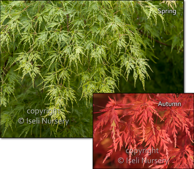 Acer palmatum dissectum 'Seiryu’