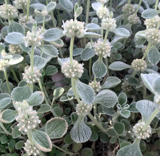Marrubium rotundifolium (silver edged horehound)