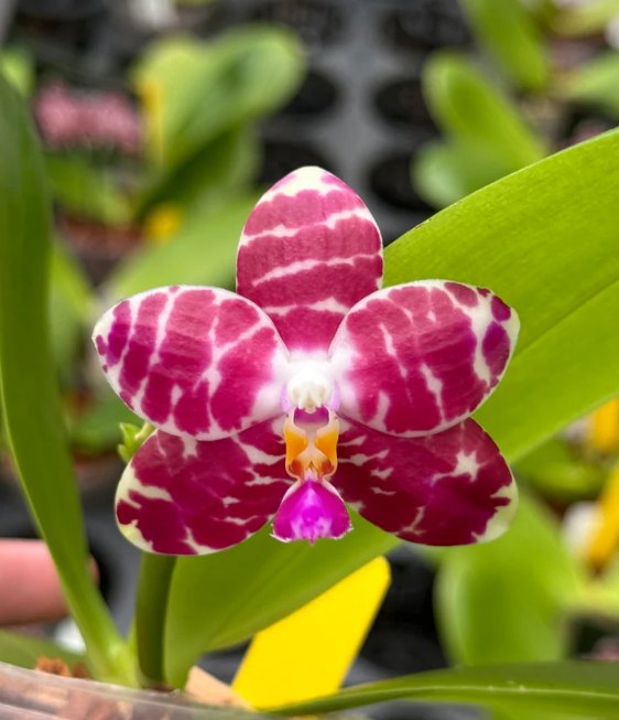 Phalaenopsis ks Super Zebra 'Pylo'