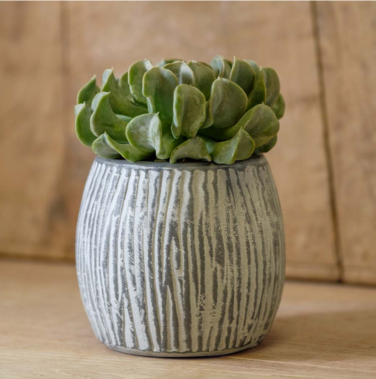 Coconut planter