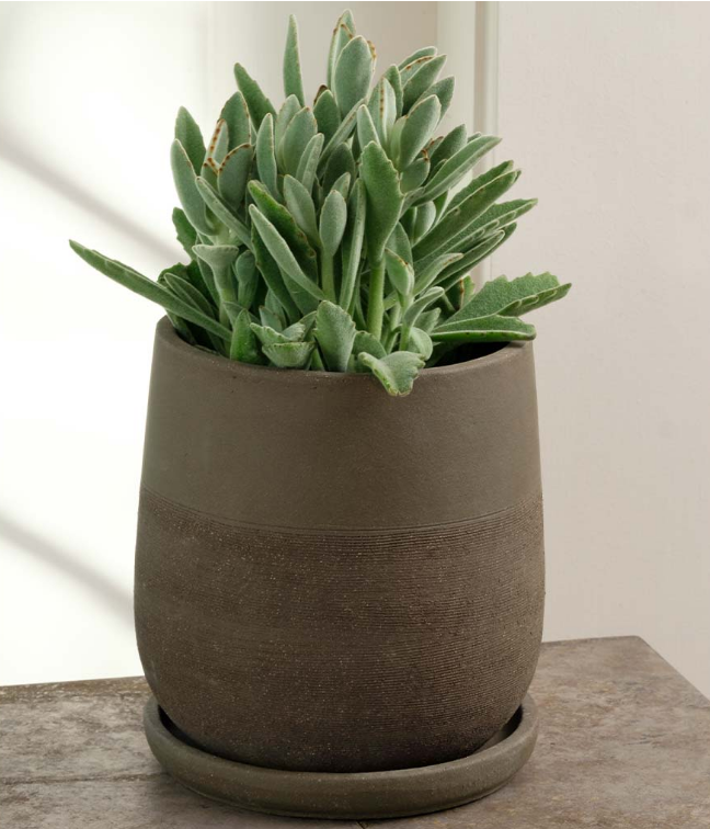 Aimee Planter