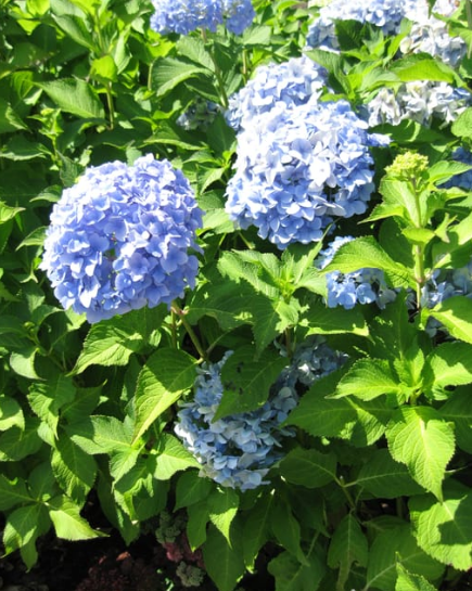 Hydrangea mac. 'Nikko Blue'