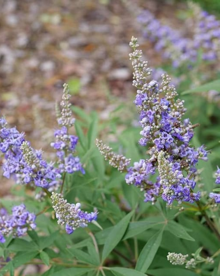 Vitex agnus-castus 'Rock Steady'