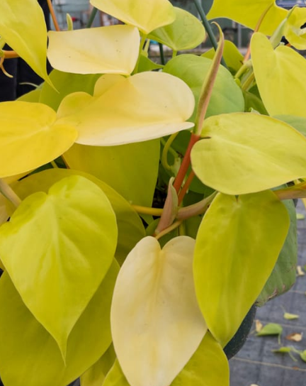 Philodendron cordatum 'Lemon Lime'