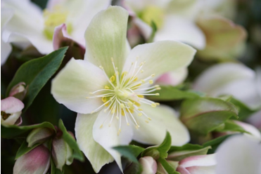 Helleborus x hybridus 'Viv Wanda'