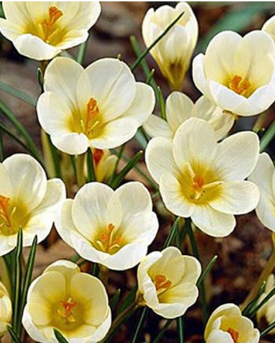 Crocus 'Cream Beauty'